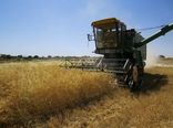 آغاز برداشت گندم از مزارع چهارمحال و بختیاری