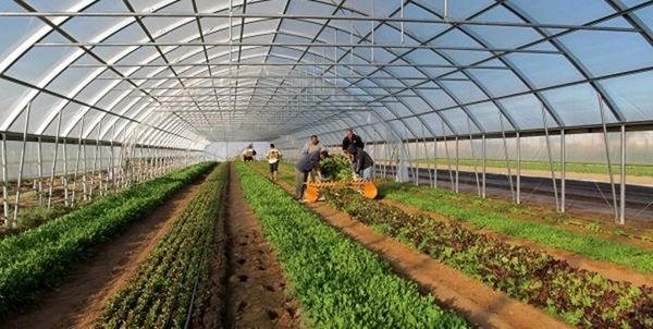 اجرای طرح جهش تولید در محصولات کشاورزی با همکاری ستاد اجرایی فرمان امام در قروه 