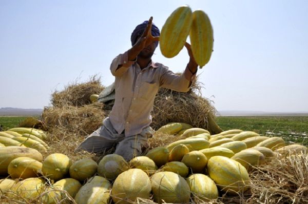 برداشت خربزه در دامغان، ۱۸۰ هکتار از جالیزهای دامغان زیر کشت خربزه است