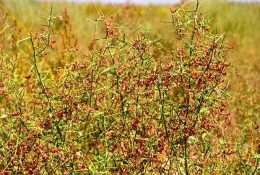 بیش از 20 هزار هکتار از اراضی کشاورزی خراسان جنوبی زیرکشت گیاهان دارویی است