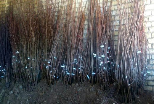 فعالیت چهار جایگاه توزیع نهال در کوهرنگ