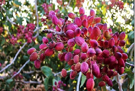 صدور 175 میلیون دلار پسته در 4 ماهه نخست امسال