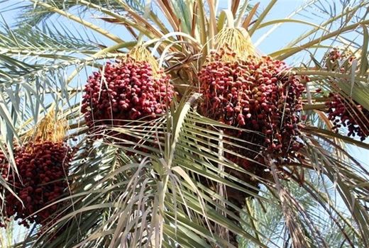اصلاح و بومی شدن نخیلات  شهرستان طبس با استفاده از پاجوش