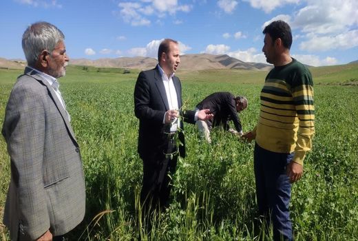 اجرای دو پایگاه نوآوری محصولات تناوبی و غلات، گامی بلند در جهت توسعه کشاورزی مراغه