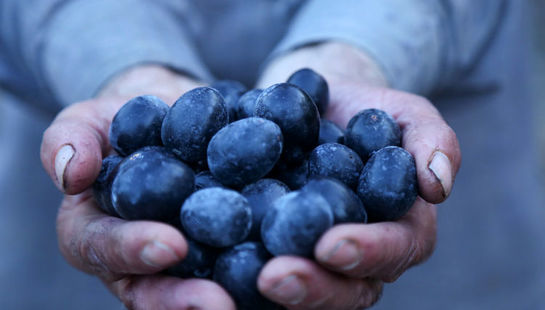 از لمس شاخه‌ها تا عصاره ی نور  