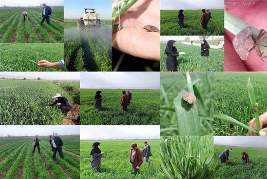 طرح پایش و مبارزه با سن غلات در مزارع مرند آغاز شد