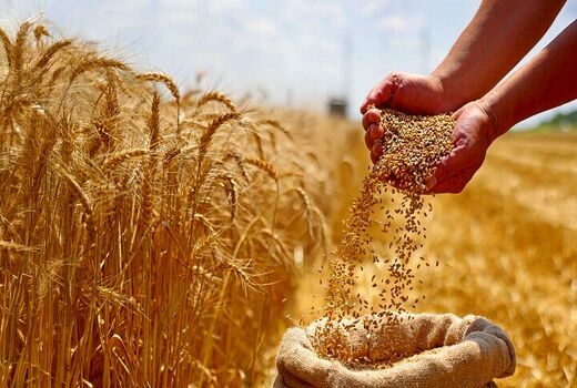 آغاز پرداخت مطالبات گندم‌کاران/ بخش نخست مطالبات به حساب کشاورزان واریز شد