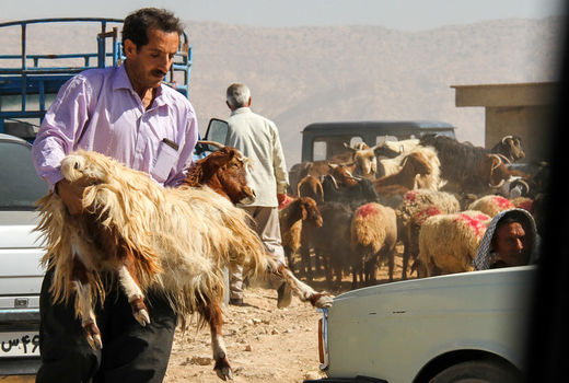 اعطای 67 میلیارد ریال تسهیلات دامدار کارت در سرچهان  