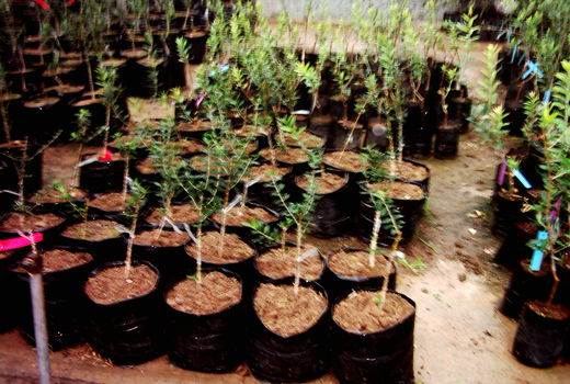 ۴۱۵هزار اصله نهال در نهالستان‌های شهرستان البرز تولید شد