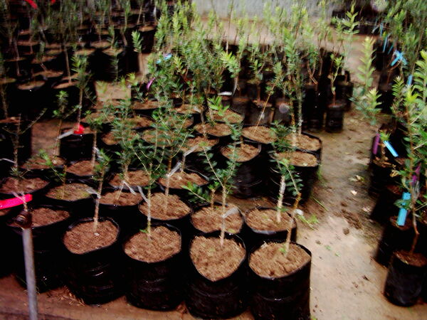 ۴۱۵هزار اصله نهال در نهالستان‌های شهرستان البرز تولید شد
