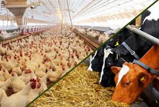 توزیع بیش از 130 هزار تن انواع نهاده‌های دامی توسط شبکه تعاون روستایی آذربایجان شرقی 