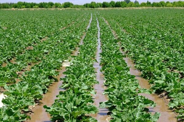کشت چغندر علوفه‌ای در دشتستان افزایش می‌یابد