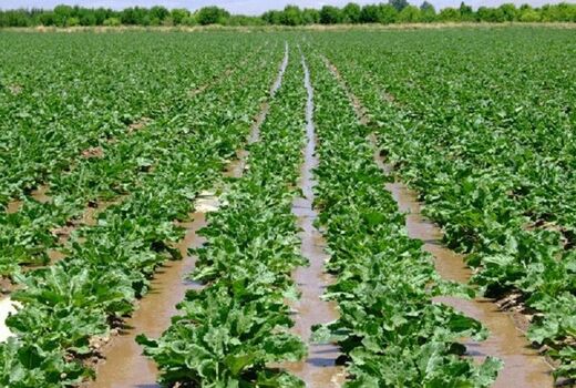 کشت چغندر علوفه‌ای در دشتستان افزایش می‌یابد