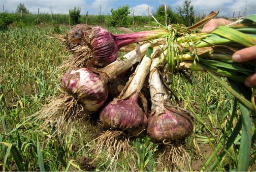 تولید 5600 تنی سیر در قائم شهر