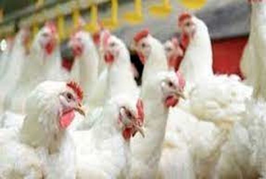 توزیع 50 هزار قطعه مرغ در سرچهان