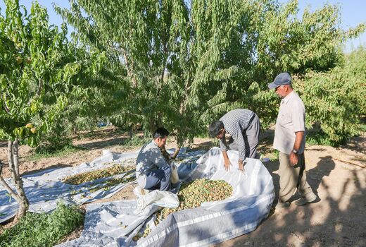 فرآوری بادام اقتصاد چهارمحال و بختیاری را متحول می‌کند