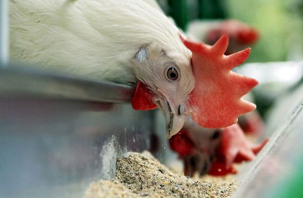 خوزستان با بیش از ۱ میلیون کیلوگرم  رکورد دار فروش خوراک آماده مرغ گوشتی 