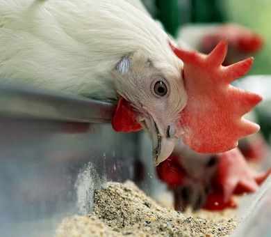 خوزستان با بیش از ۱ میلیون کیلوگرم  رکورد دار فروش خوراک آماده مرغ گوشتی 