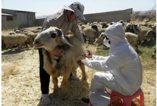 ۸۵ درصد از دامهای خراسان شمالی برای مقابله با طاعون مایه کوبی می شوند