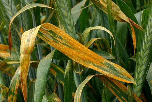 زنگ زرد در کمین مزارع گندم و جو/ کشاورزان شهرستان مرند سمپاشی را جدی بگیرند