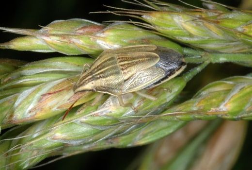 بیش از ۴۰۱ هکتار از مزارع کردستان علیه آفت سن سمپاشی شد