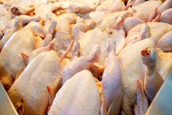 تولید 2 هزار و 600 تن گوشت سفید در فیروزآباد