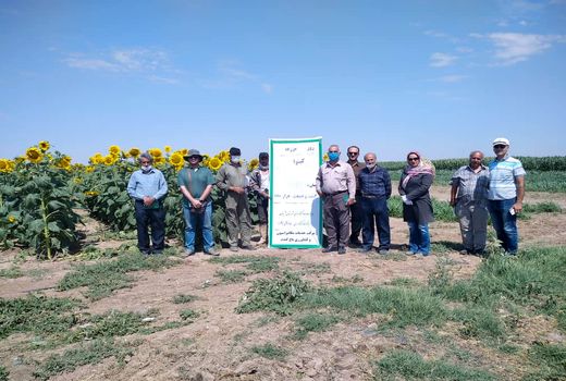 کشاورزان شهرستان آبیک با کشت کینوا در مزارع کشاورزی آشنا شدند