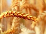 مزارع بذری از حساسیت ویژه ای برخوردار هستند