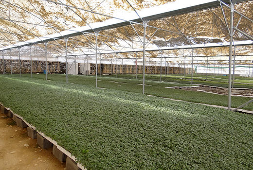 29طرح کشاورزی در استان بوشهر افتتاح می‌شود