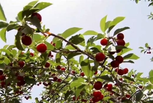 آغاز فصل آلبالو چینی در فلاورجان