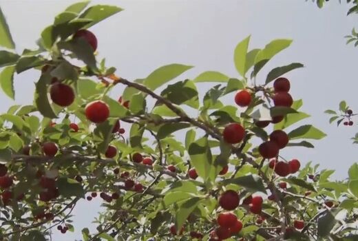 آغاز فصل آلبالو چینی در فلاورجان