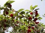 آغاز فصل آلبالو چینی در فلاورجان