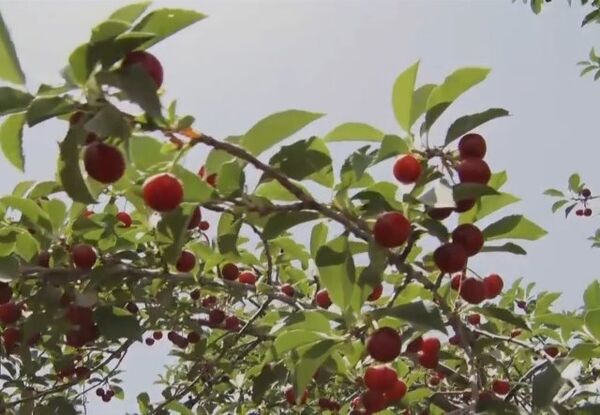 آغاز فصل آلبالو چینی در فلاورجان
