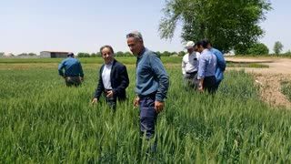 بازدید کارشناسان فنی از مزارع گندم، جو وکلزا بشاریات غربی