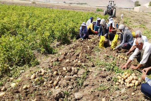 افزایش 40 درصدی تولید سیب‌زمینی در بیضاء 