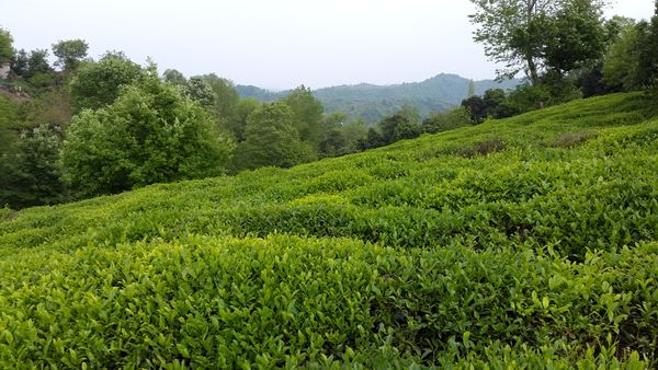 احیای حدود 1700 هکتار از باغات چای گیلان و مازندران در سال گذشته