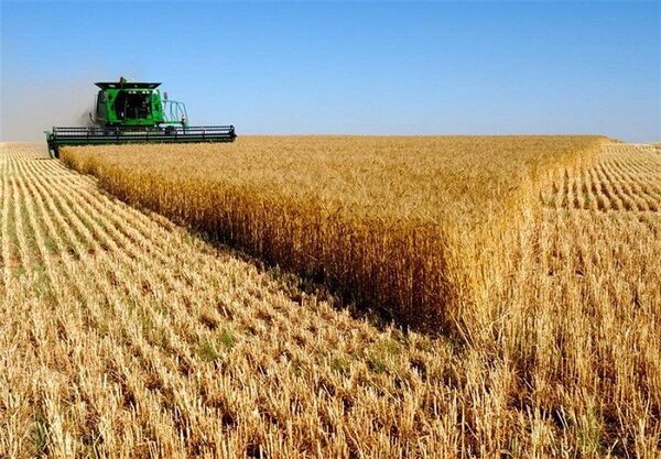 زمین گیر شدن دلالان گندم با پرداخت به موقع وجه آن