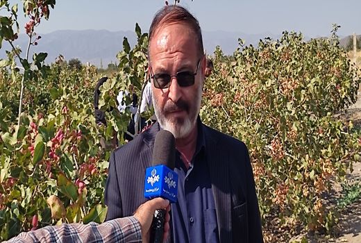 برداشت 600 تن پسته از 400 هکتار باغات شهرستان مرند   