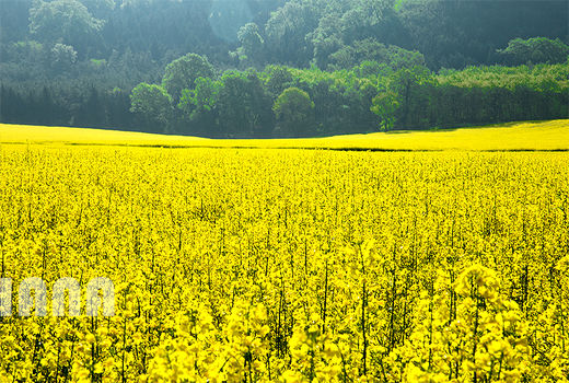 پرداخت کامل بهای محصول کلزا به کشاورزان