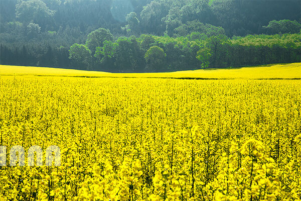 پرداخت کامل بهای محصول کلزا به کشاورزان