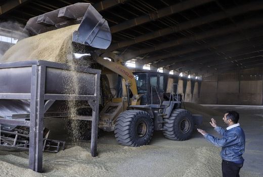  خرید تضمینی بیش از هفت هزار  تن گندم در اصفهان 