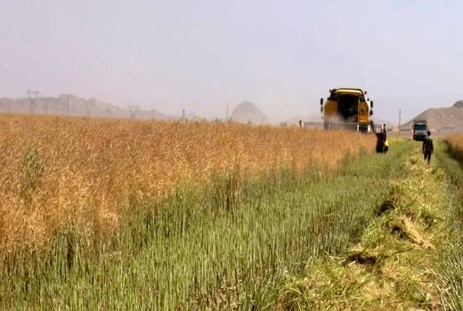 بیشترین برداشت از دانه های روغنی در شاهین شهر و میمه