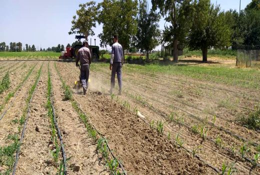 اجرای طرح انتخاب مشارکتی ارقام ذرت علوفه‌ای در اسلامشهر