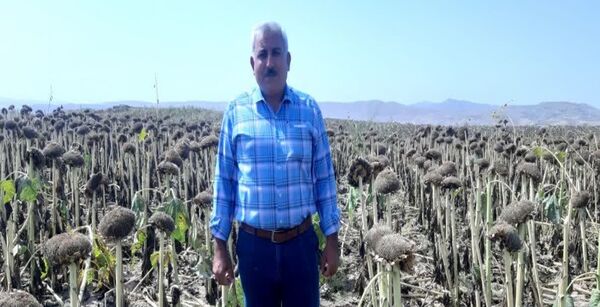 آغاز برداشت آفتاب‌گردان از مزرعه 15 هکتاری در خداآفرین