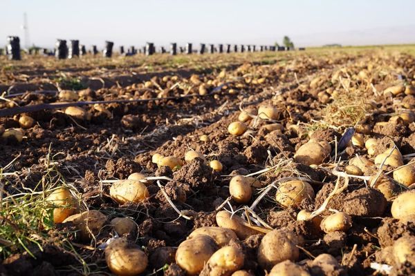 استان چهارمحال و بختیاری جزو پنج استان برتر کشور از نظر تولید سیب‌زمینی بذری