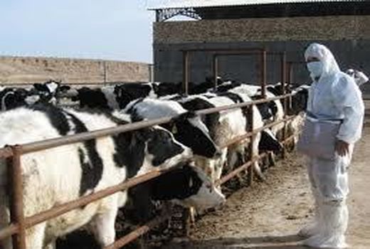 7300 رأس دام در محمودآباد هویت دار شد