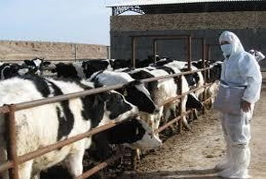 7300 رأس دام در محمودآباد هویت دار شد