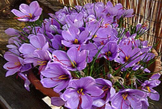 استان کرمان، رتبه چهارم زعفران کشور از نظر سطح زیر کشت