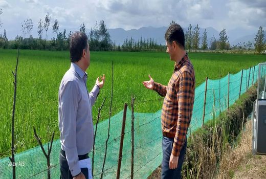 کاشت پاچ باقلا در هزار و 300 هکتار از اراضی ماسال