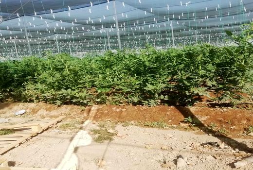 آغاز اولین برداشت گوجه فرنگی از گلخانه تابع اقلیم در شیراز